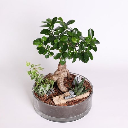 Композиція Фікус Ginseng, S