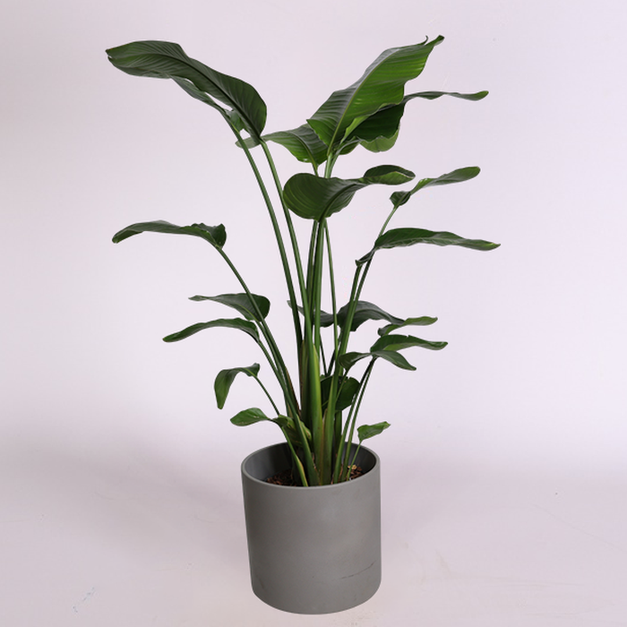 Стрелиция Nicolai в горшке, L