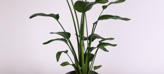 Акция на Комнатные растения