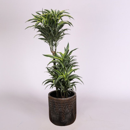 Драцена Surprise в горшке