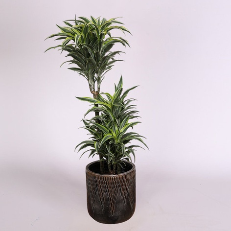 Драцена Surprise в горщику