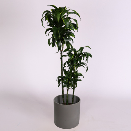 Драцена Dorado в горщику