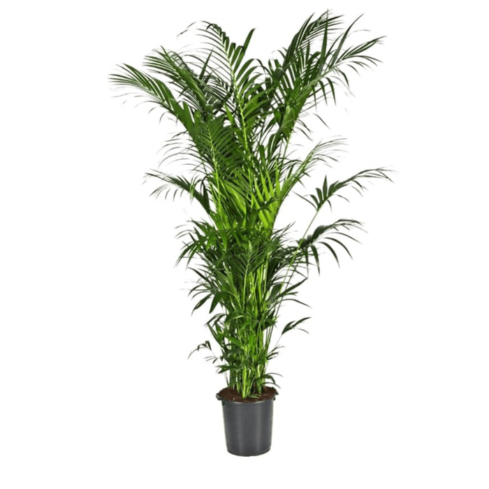 Пальма Ховея в горшке