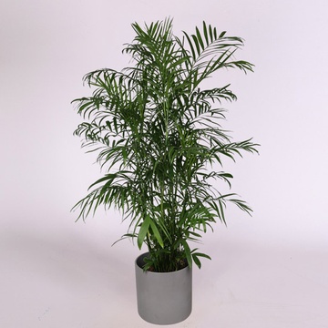 Хамедорея в горшке, XL