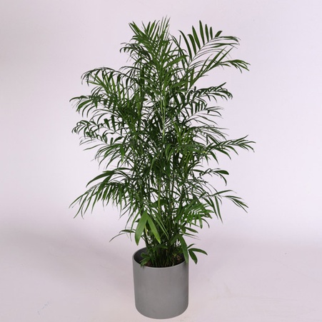 Хамедорея в горшке, XL