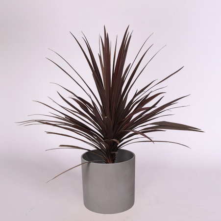 Кордиліна Australis Red Star в горщику