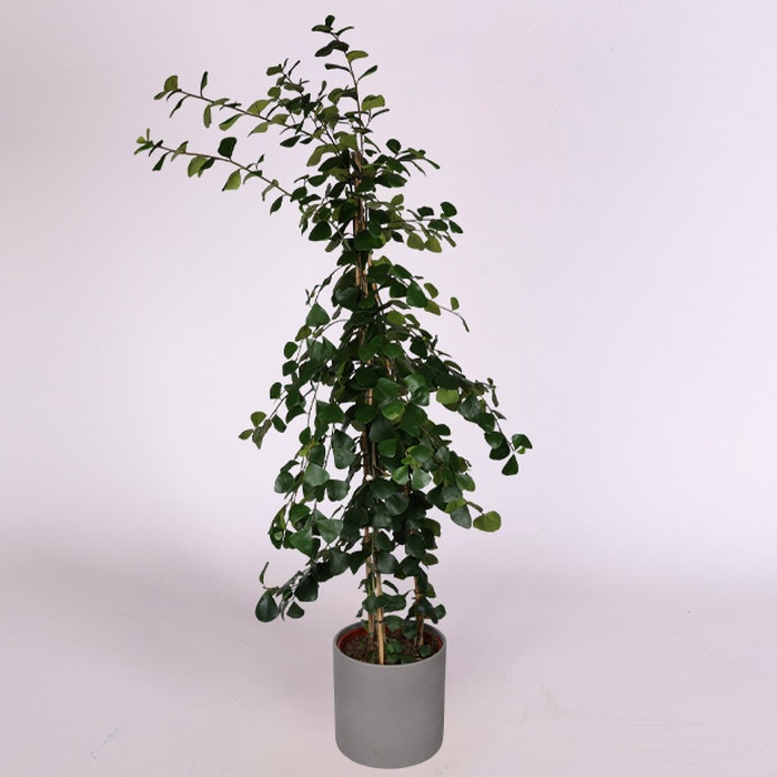 Фикус Natalensis Trinova в горшке