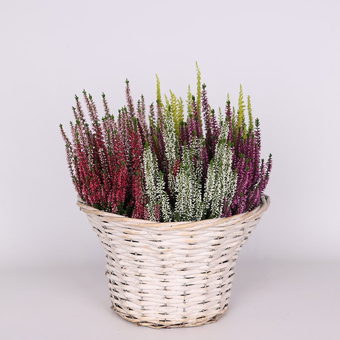 Вереск в горшке, М