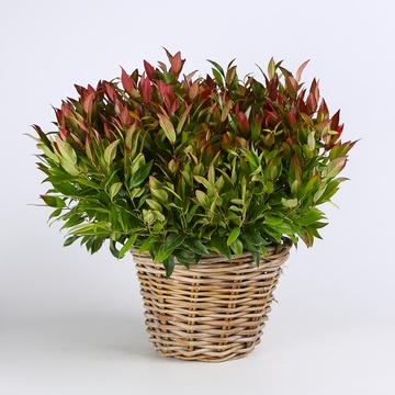 Леукотое в горшке