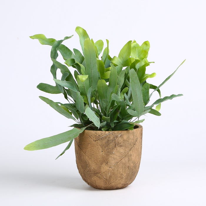 Флебодіум у горщику, S