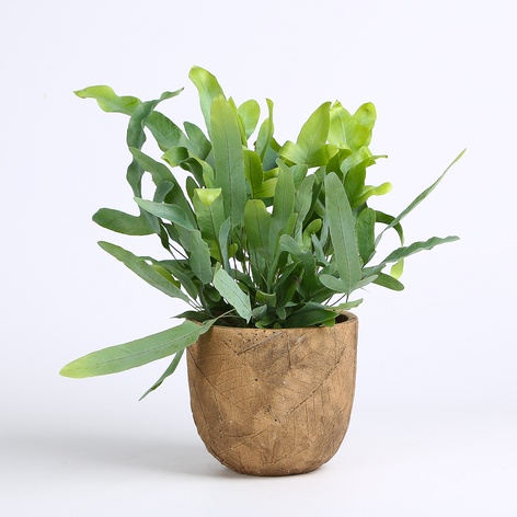 Флебодіум у горщику, S