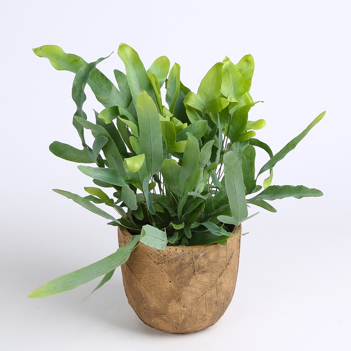 Флебодіум у горщику, S