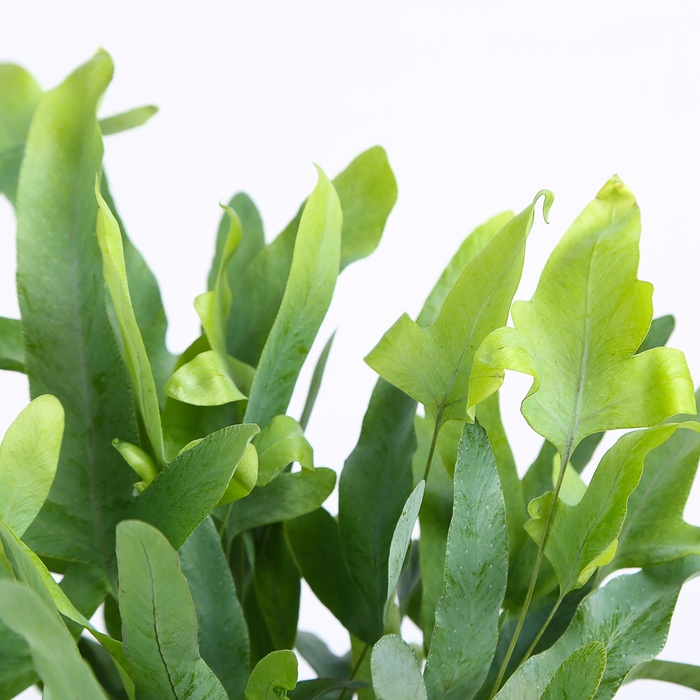 Флебодіум у горщику, S