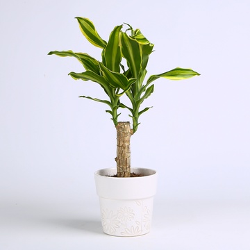 Драцена Golden Queen в горшке, S