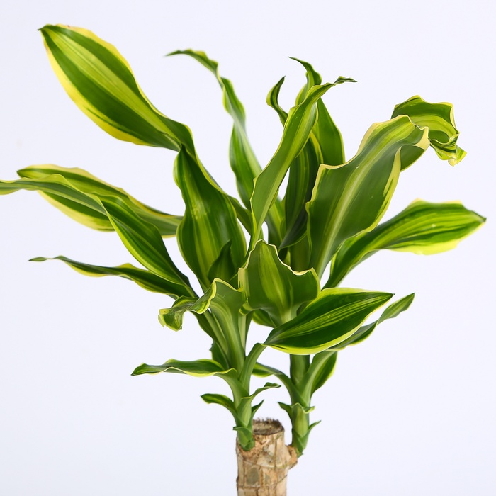 Драцена Golden Queen в горшке, S