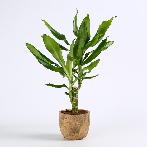 Драцена Steudneri в горшке, S