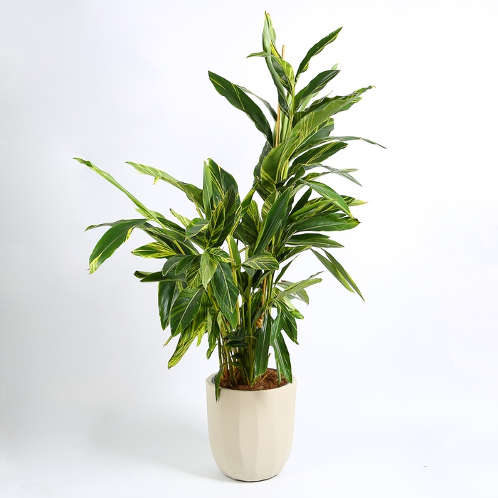 Альпінія в горщику