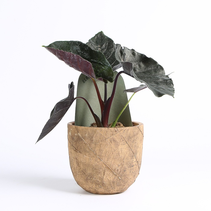 Алоказія в горщику