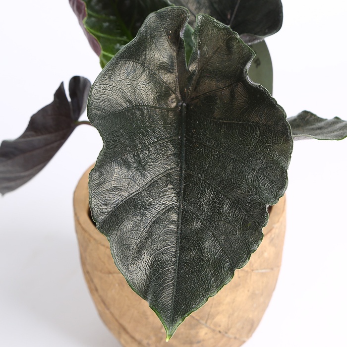 Алоказія в горщику