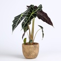 Алоказія Amazonica в горщику