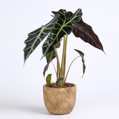 Алоказія Amazonica в горщику