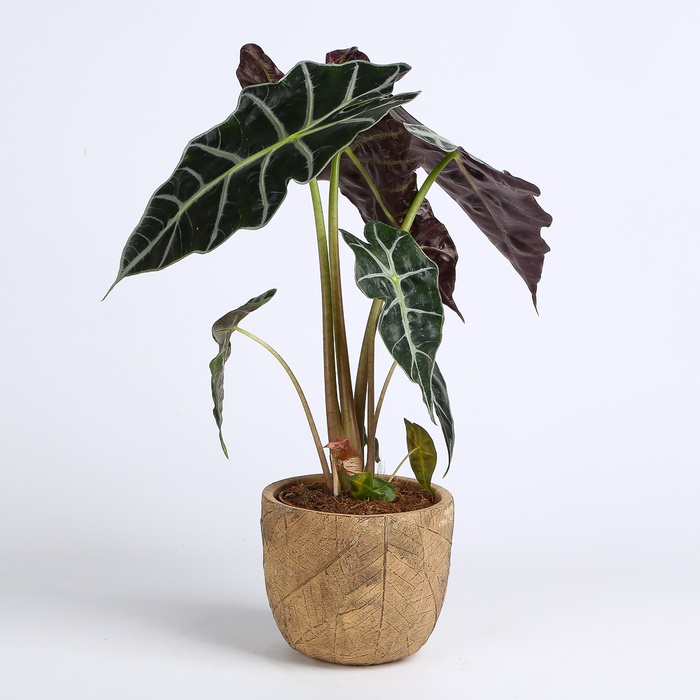 Алоказія Amazonica в горщику