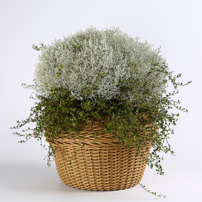 Калоцефалус в горщику