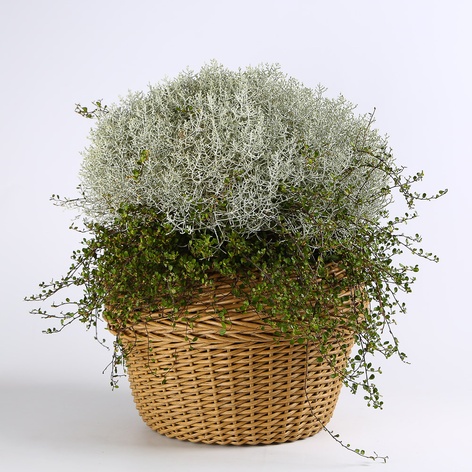 Калоцефалус в горщику