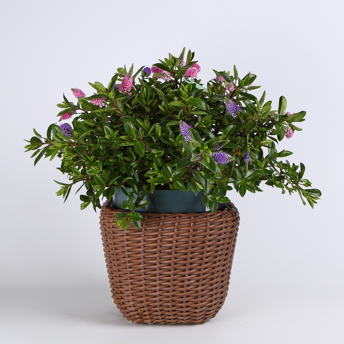 Хебе в горщику