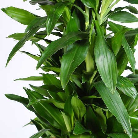 Драцена Janet Lind branched в горщику