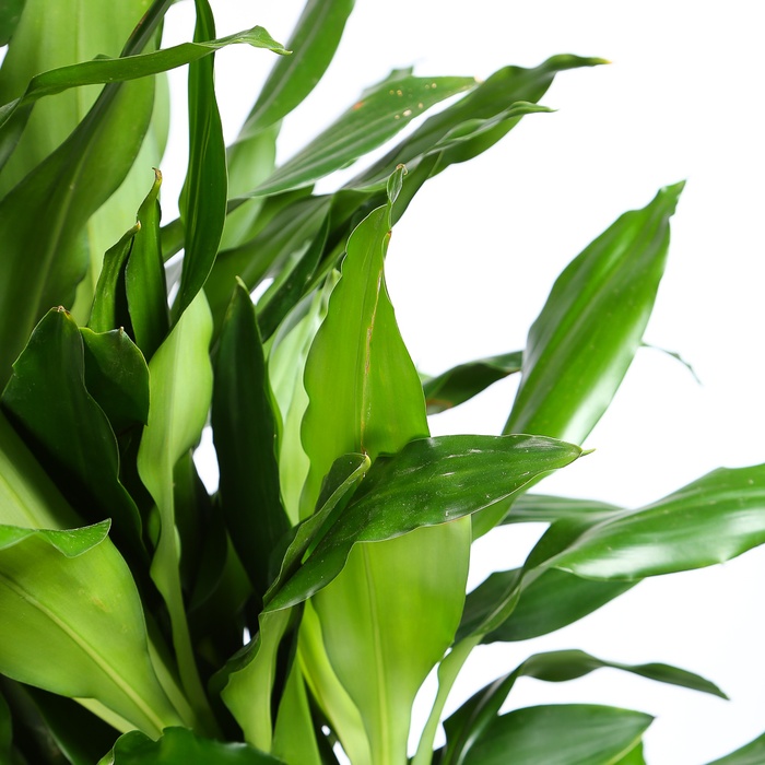 Драцена Janet Lind branched в горшке