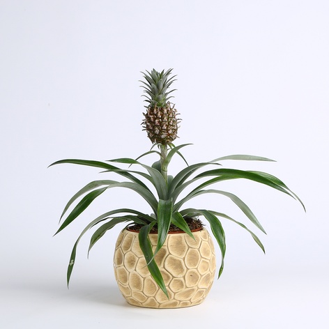 Ананас в горщику
