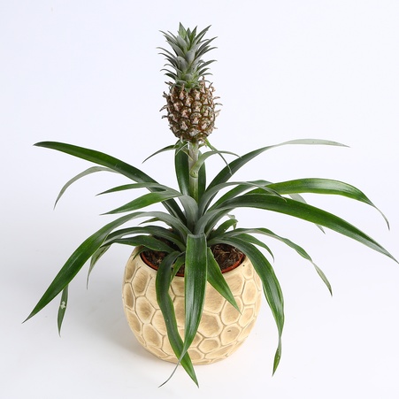 Ананас в горшке
