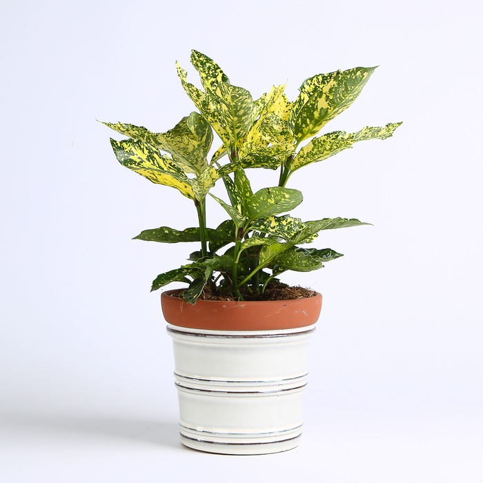 Аукуба Японська в горщику