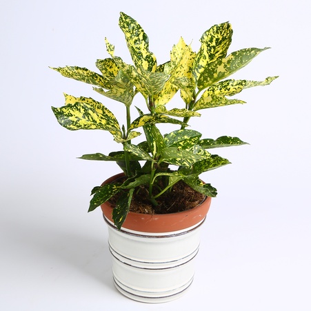 Аукуба Японская в горшке