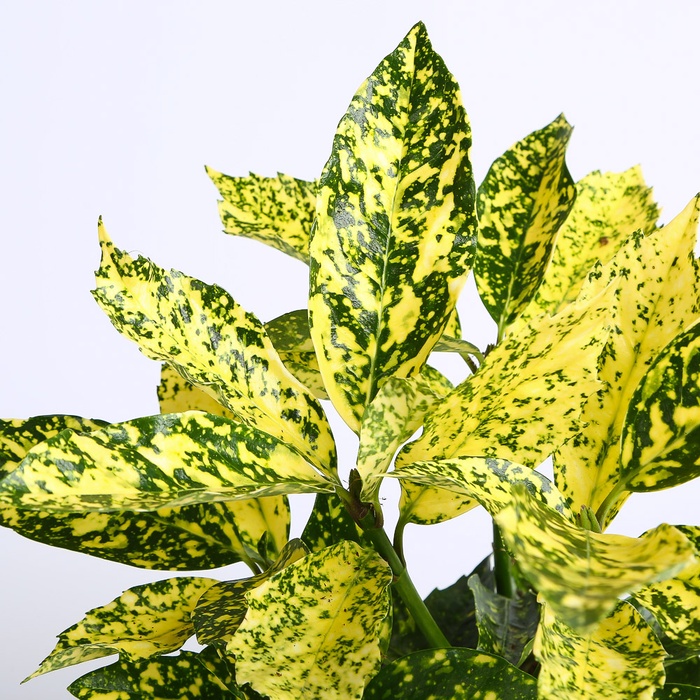 Аукуба Японська в горщику