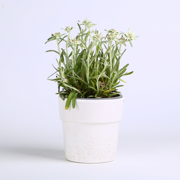 Едельвейс Альпійський в горщику