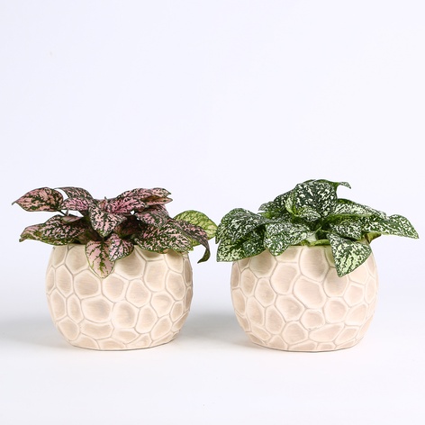 Гіпоестес мікс в горщику