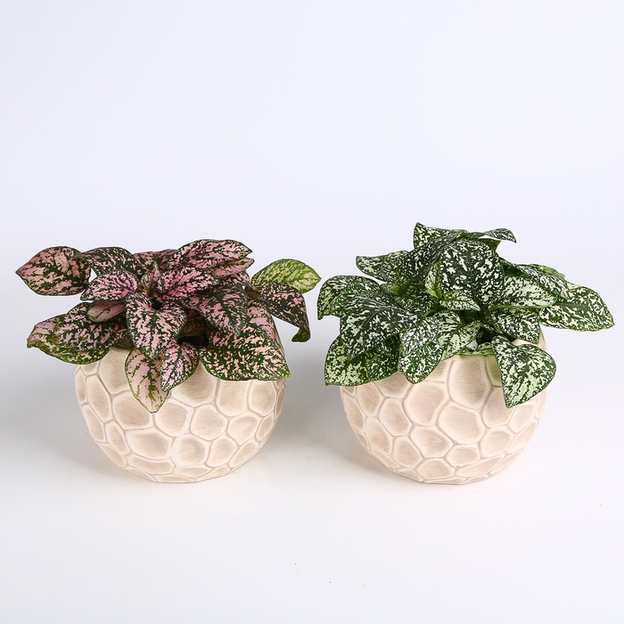 Гіпоестес мікс в горщику