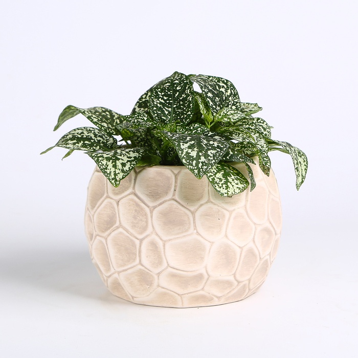 Гіпоестес мікс в горщику