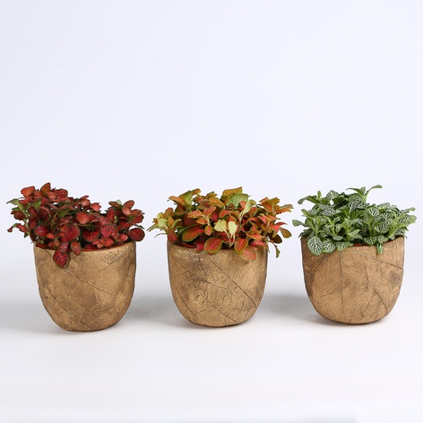 Фіттонія мікс в горщику