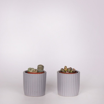 Литопс в горшке