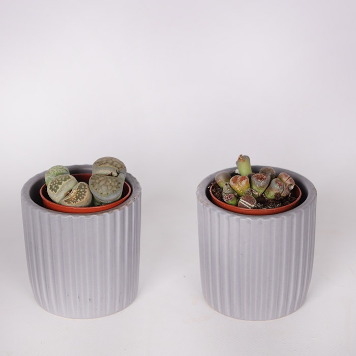 Литопс в горшке