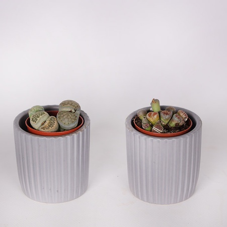 Літопс в горщику