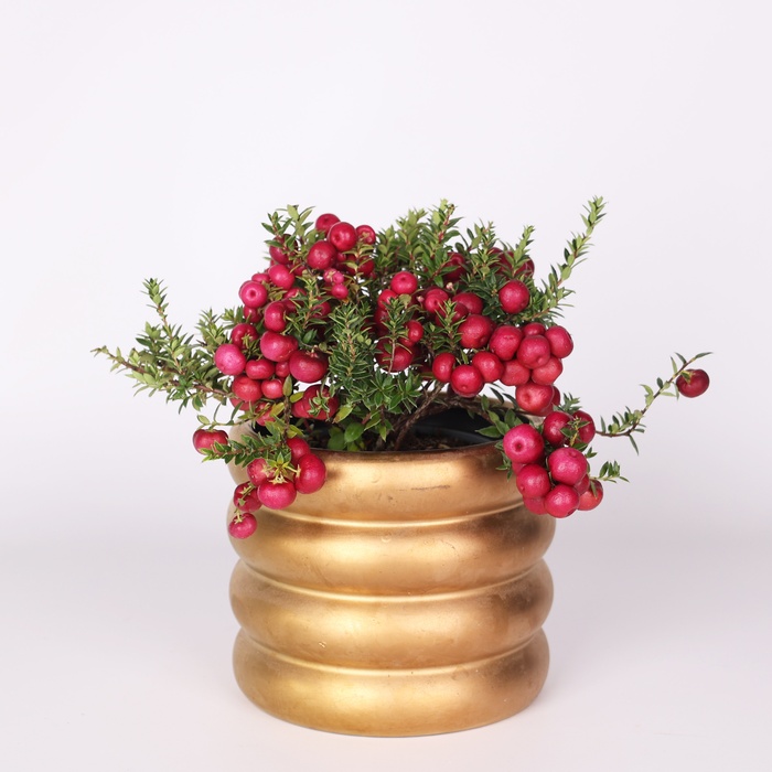 Гаультерія в горщику