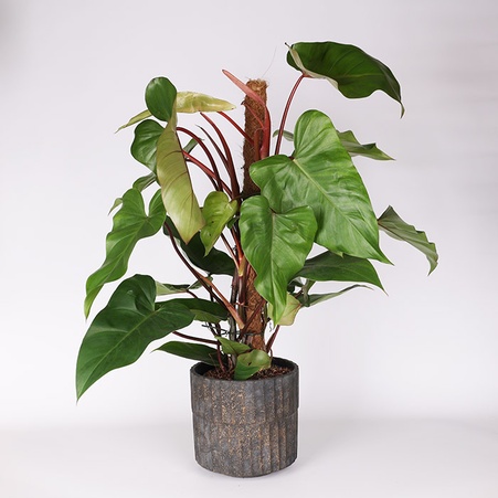 Филодендрон Red Emerald в горшке