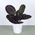 Калатея Little Princess в горщику
