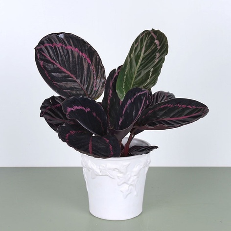 Калатея Little Princess в горщику
