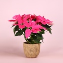 Пуансеттия розовая в горшке