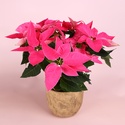 Пуансеттия розовая в горшке